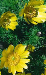 adonis vernalis